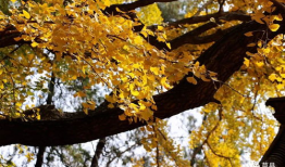 银杏视频,探寻千年古树的生命奥秘